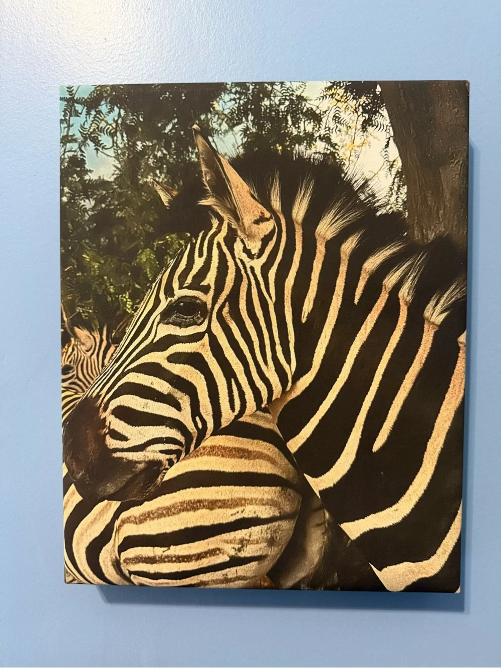 Original Canvas Wall Art - “Zebra Love” - 11 x 14